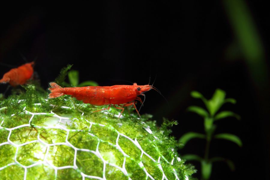 Cherry Red Shrimp on a Moss Ball