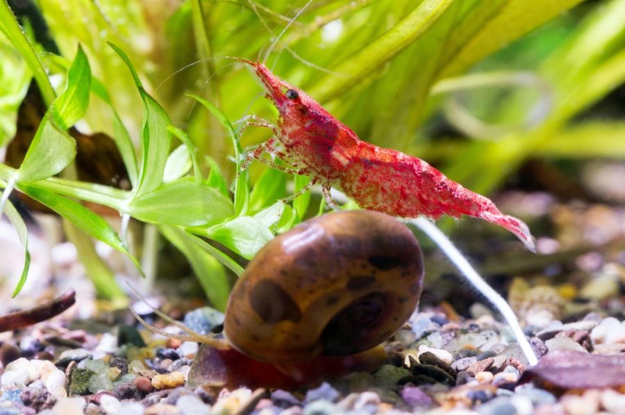 Cherry Shrimp Behind a Snail on the Substrate