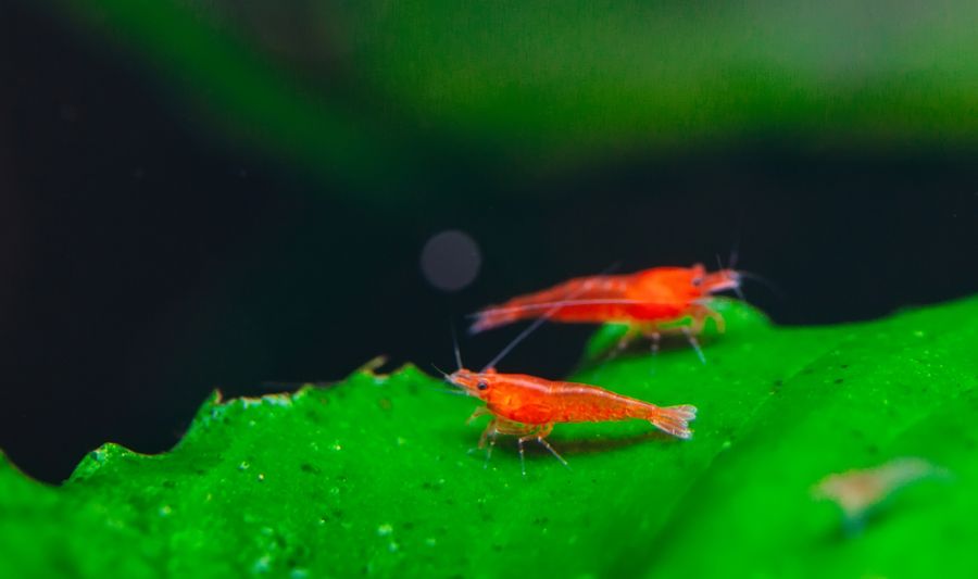 Cherry Shrimp Pair on a Plant Leaf