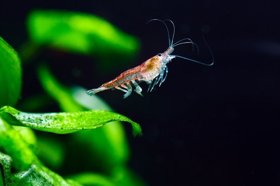 Cherry Shrimp Pushing Off of an Aquatic Plant
