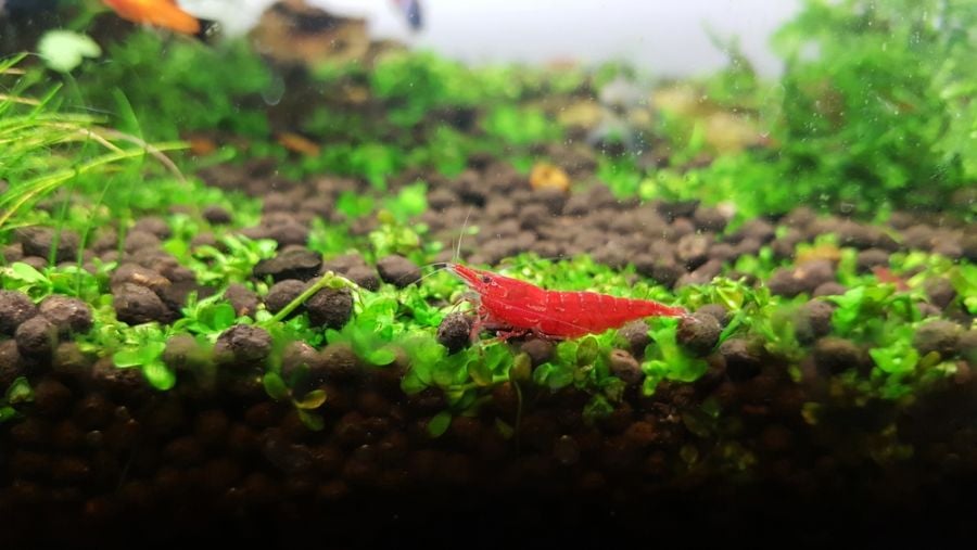 Cherry Shrimp Resting on Substrate in a Tank
