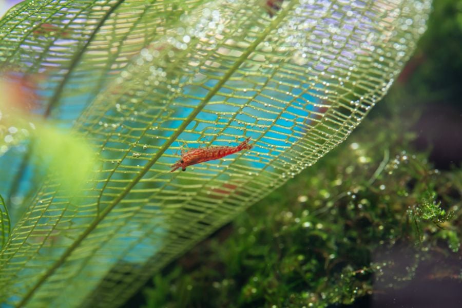 Cherry Shrimp Upside Down in the Aquarium