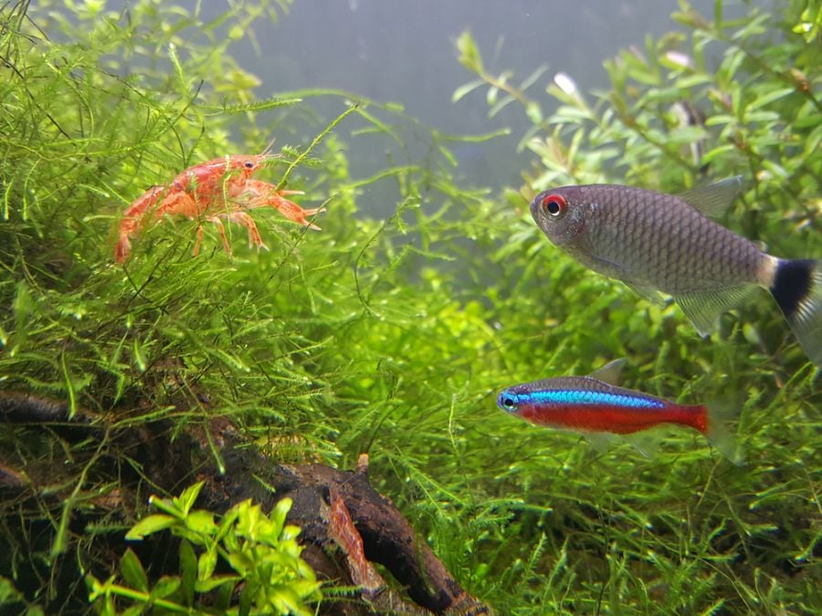 Cherry Shrimp at the Bottom of a Planted Community Tank
