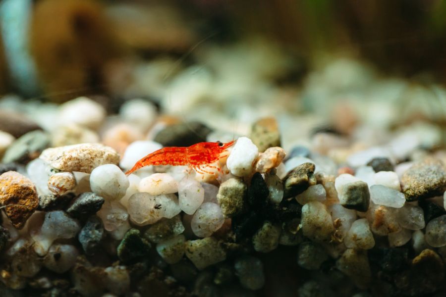 Cherry Shrimp on Substrate in an Aquarium