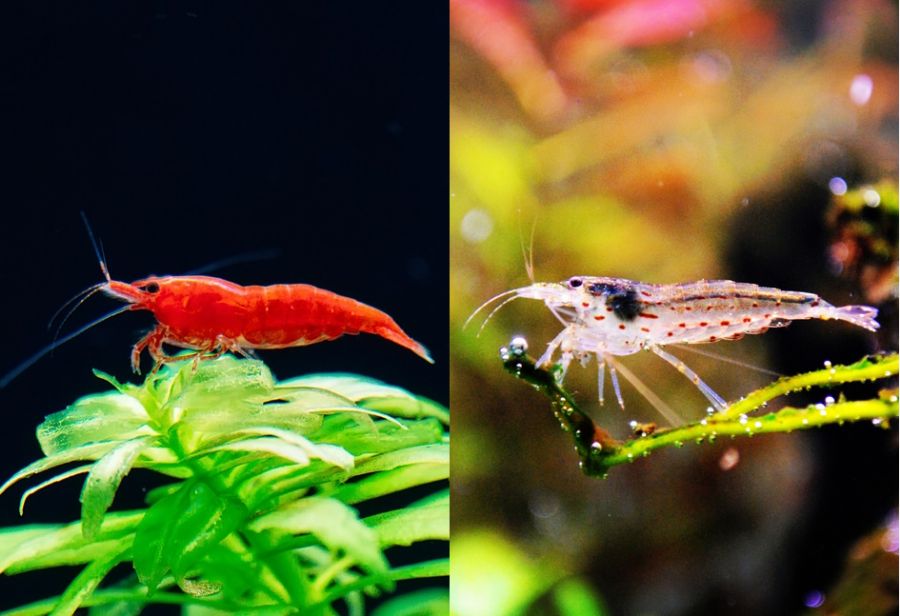 Cherry Shrimp vs Amano Shrimp
