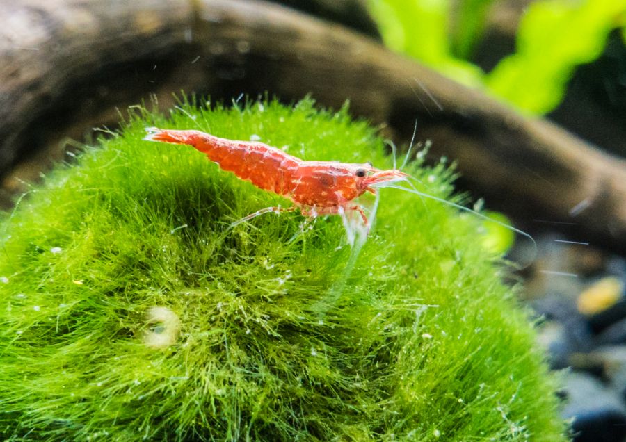 Closeup of a Cherry Shrimp on a Marimo Moss Ball