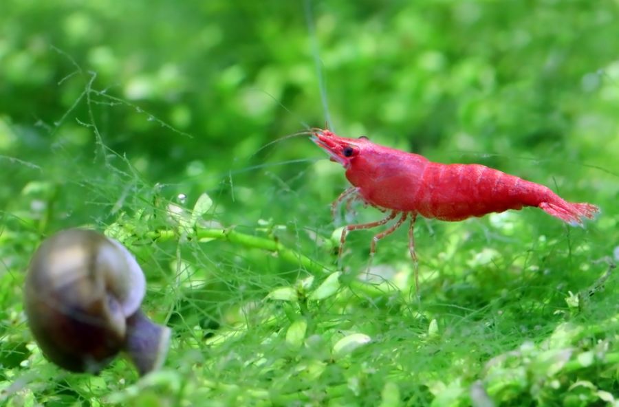 Closeup of a Male Red Cherry Shrimp on a Plant
