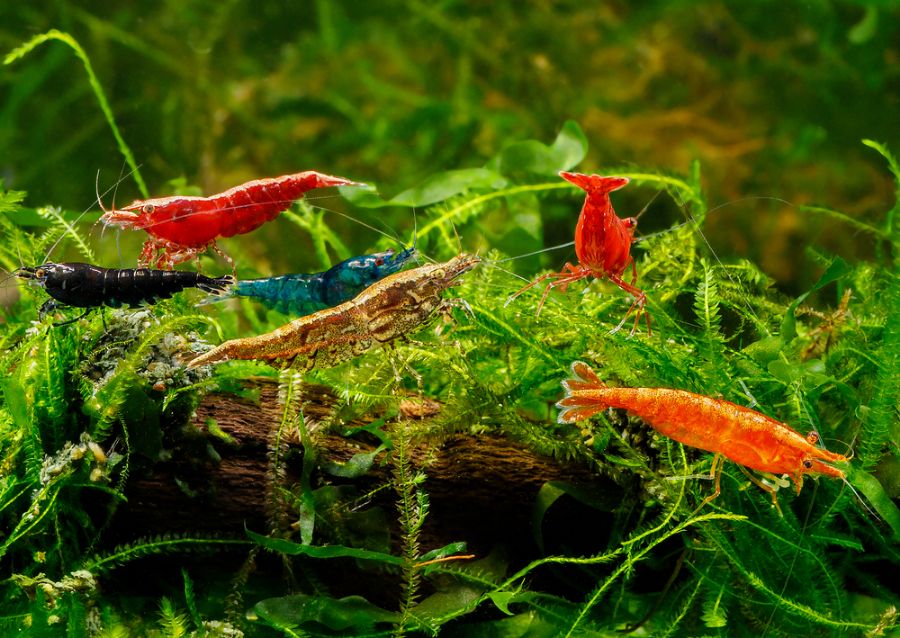 Different Colors of Cherry Shrimp