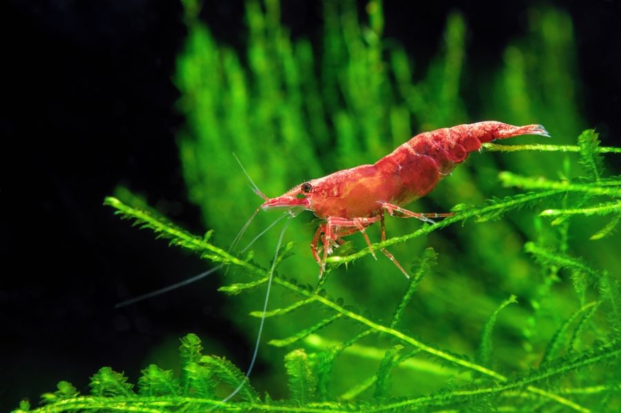 Illuminated Cherry Shrimp on Moss With a Black Background