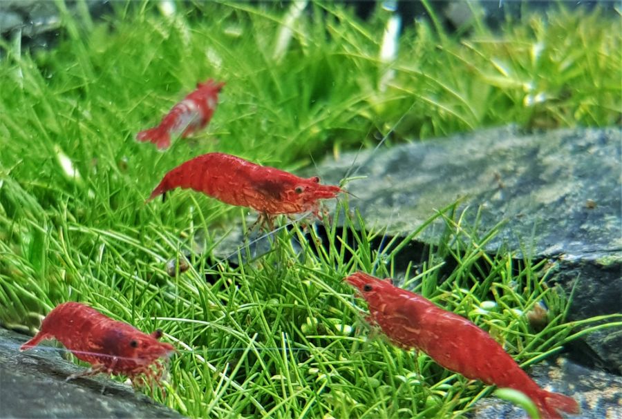 Many Cherry Shrimp Near Rocks in a Planted Tank
