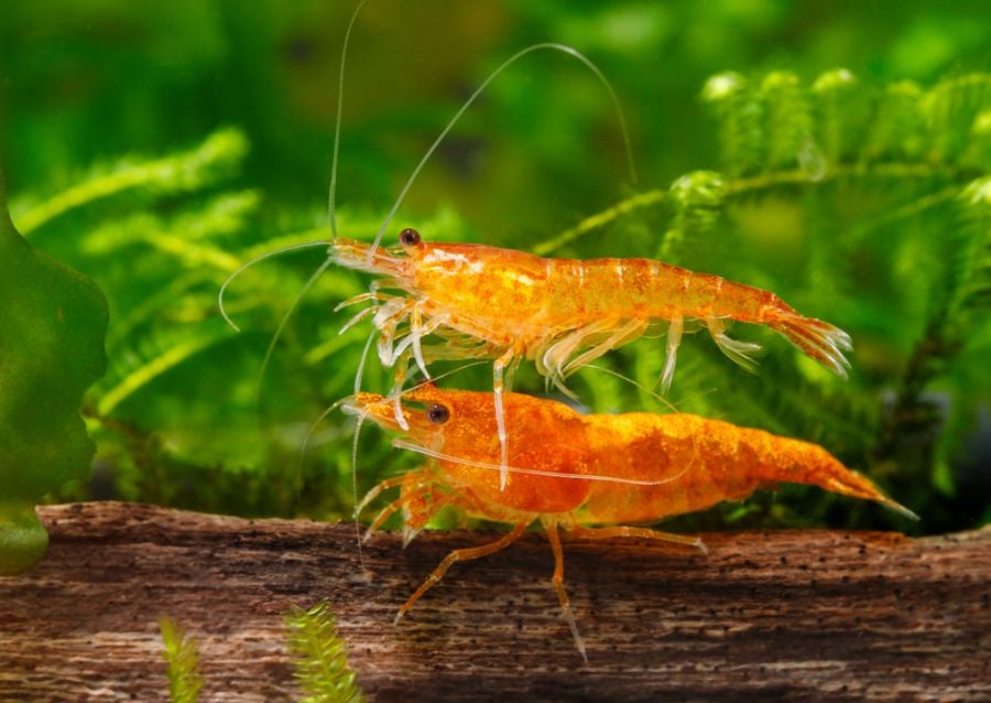 Orange Sakura Cherry Shrimp Male and Female Pair