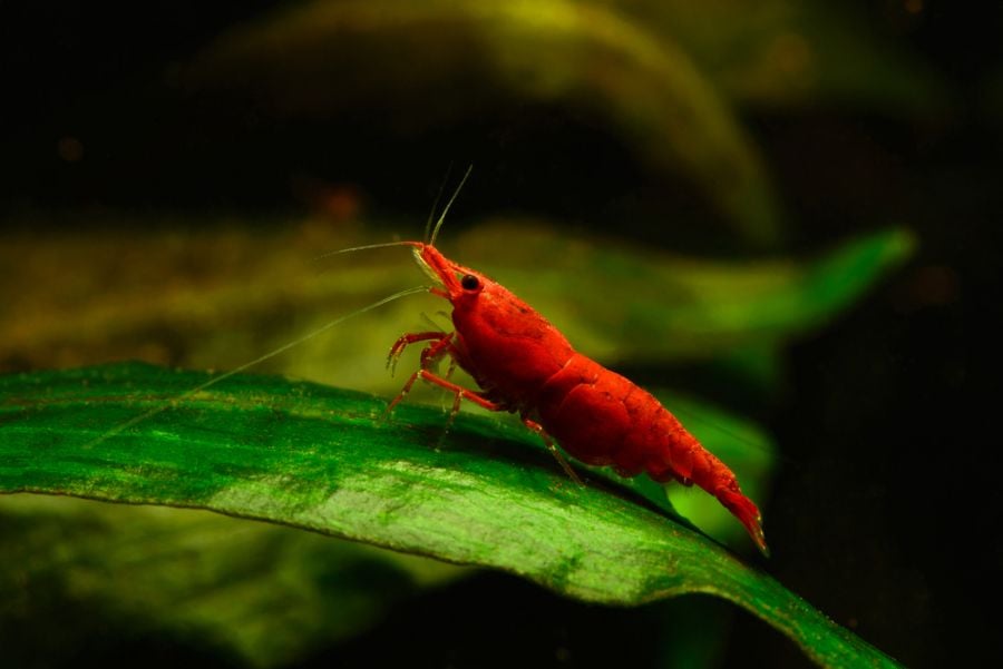 Painted Fire Red Cherry Shrimp Resting on the Leaf of an Aquatic Plant
