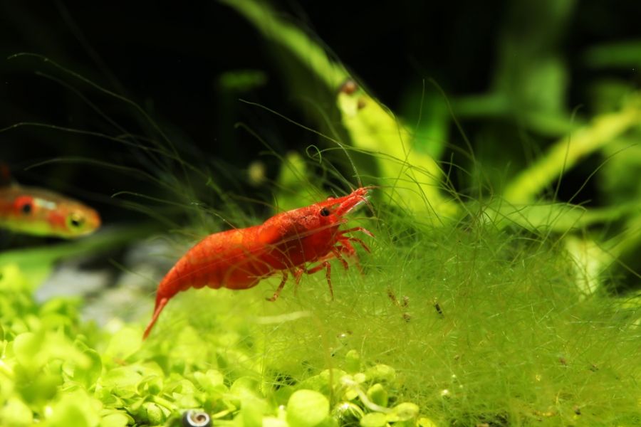 Red Cherry Shrimp Eating Algae at the Bottom of the Tank