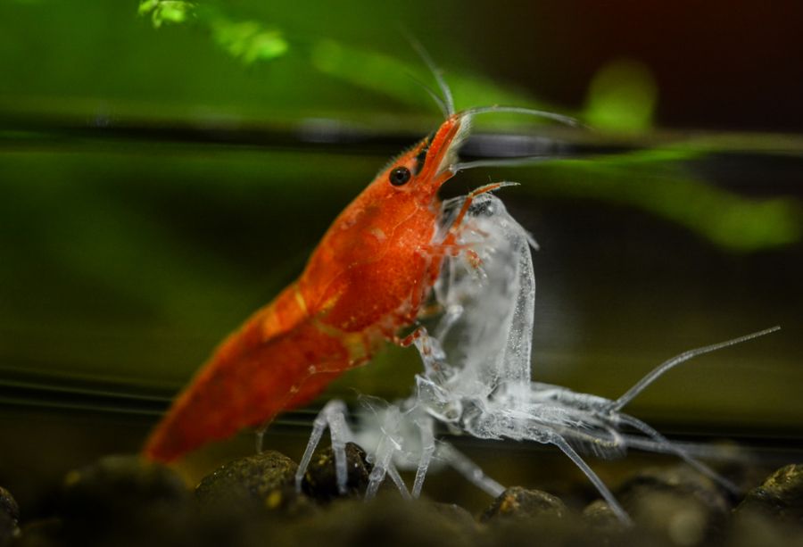 Red Cherry Shrimp Next to Its Exoskeleton After Molting
