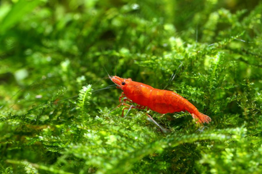 Red Cherry Shrimp Resting on a Plant