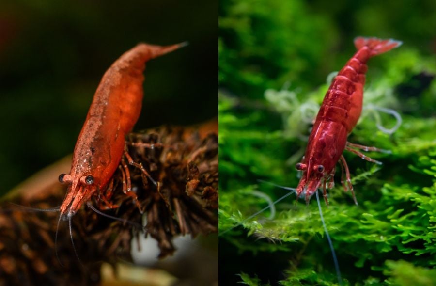 Red Cherry Shrimp vs Bloody Mary Shrimp