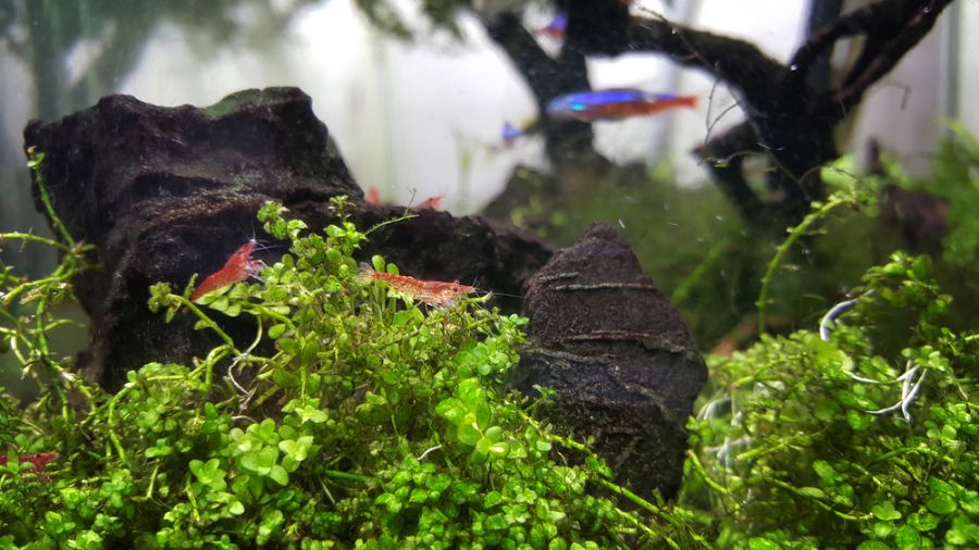 Several Red Cherry Shrimp in a Community Tank
