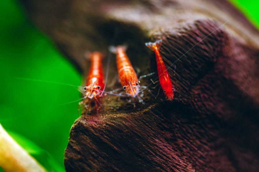 Three Cherry Shrimp Resting on a Piece of Wood