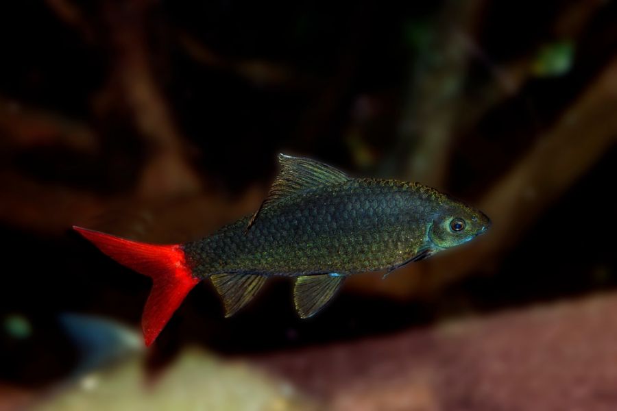 Closeup of a Red Tailed Black Shark in a Tank