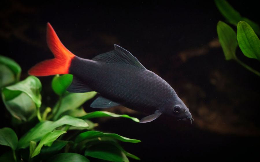 Closeup of a Red Tailed Black Shark in an Aquarium