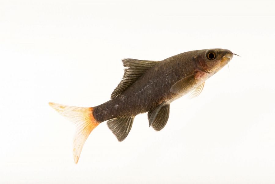 Closeup of a Red Tailed Shark Against a White Background