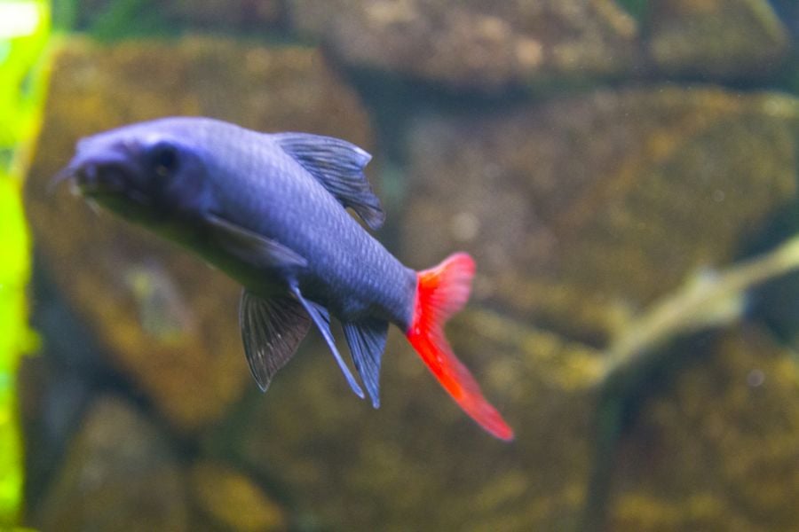 Closeup of the Body of a Red Tailed Shark
