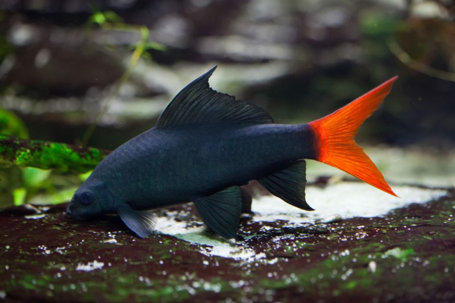 Red Tailed Black Shark Above a Rock in a Tank