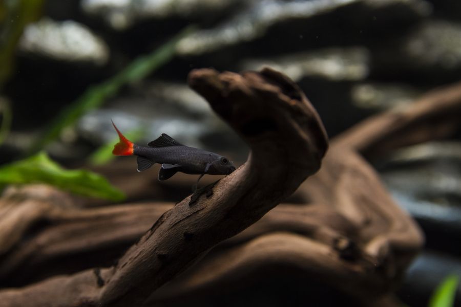 Red Tailed Black Shark Near a Piece of Wood