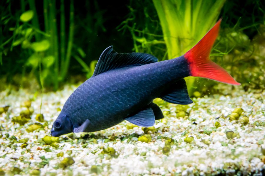 Red Tailed Black Shark Picking at the Aquarium Substrate