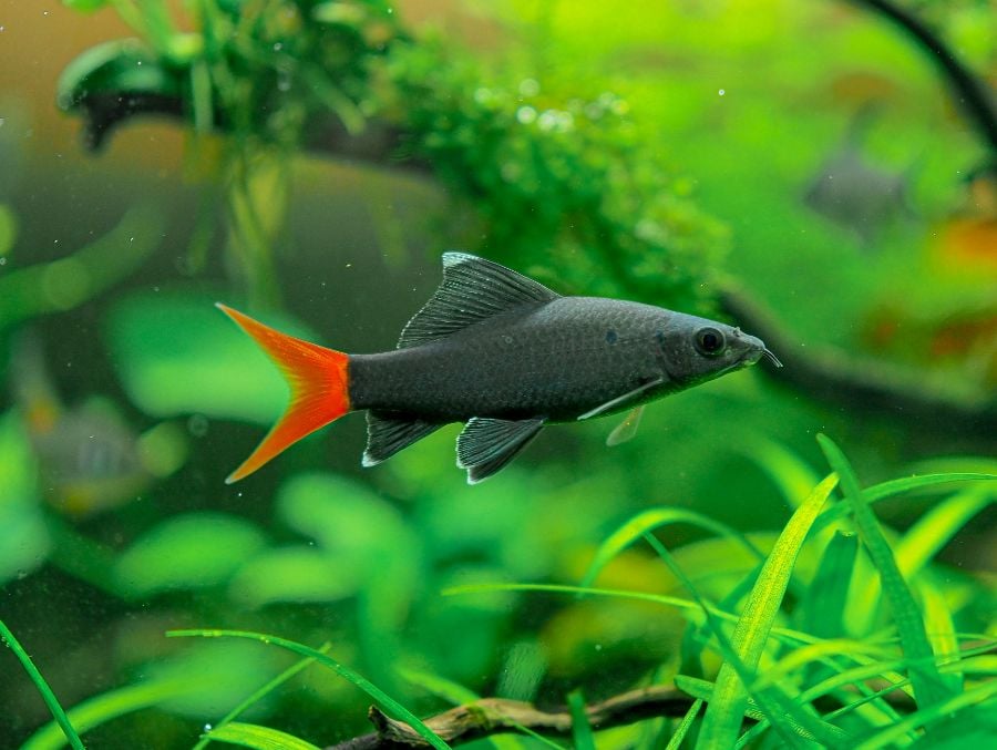Red Tailed Black Shark Surrounded by Plants in an Aquarium