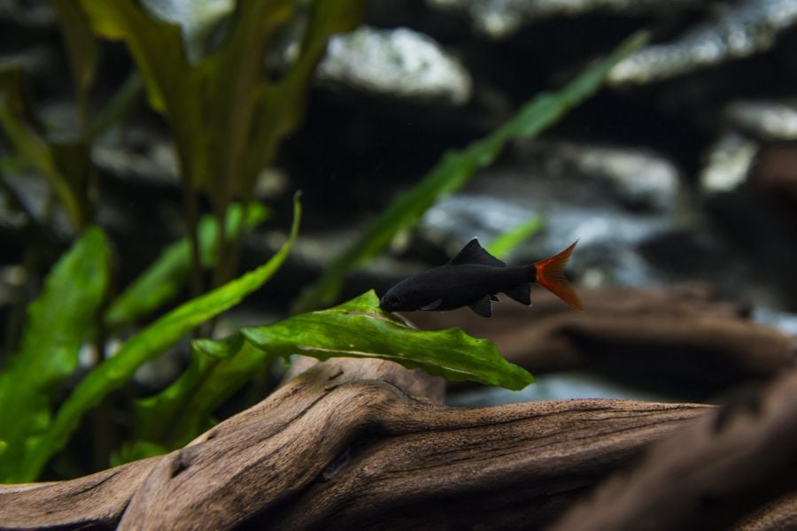 Red Tailed Black Shark Swimming Near Wood and Plants in a Tank