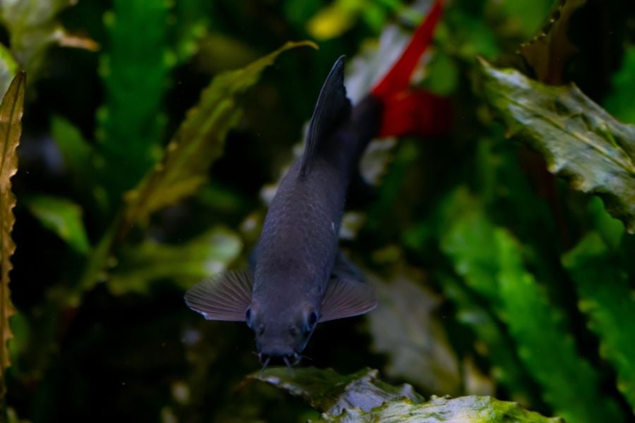 Red Tailed Black Shark Swimming Through Plants in a Tank