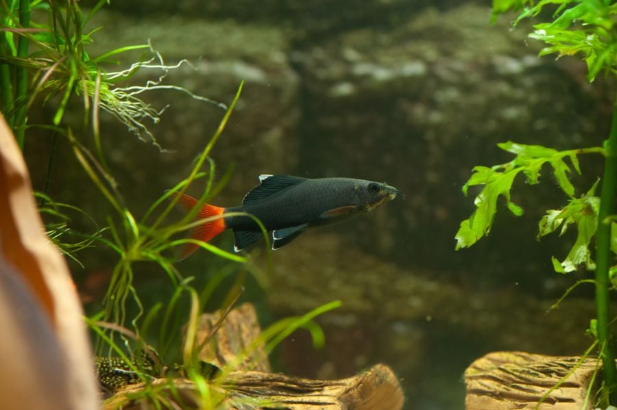 Red Tailed Black Shark Swimming in a Planted Aquarium