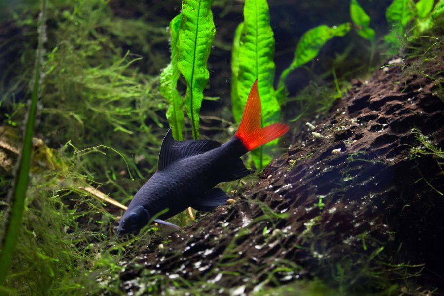 Red Tailed Black Shark in a Planted Aquarium