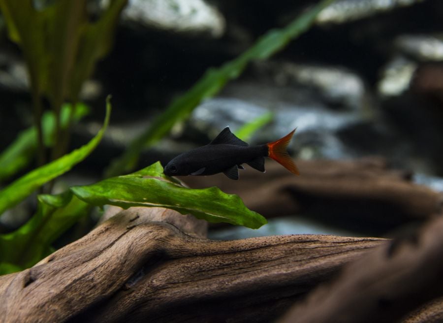 Red Tailed Shark Looking at Aquarium Plant