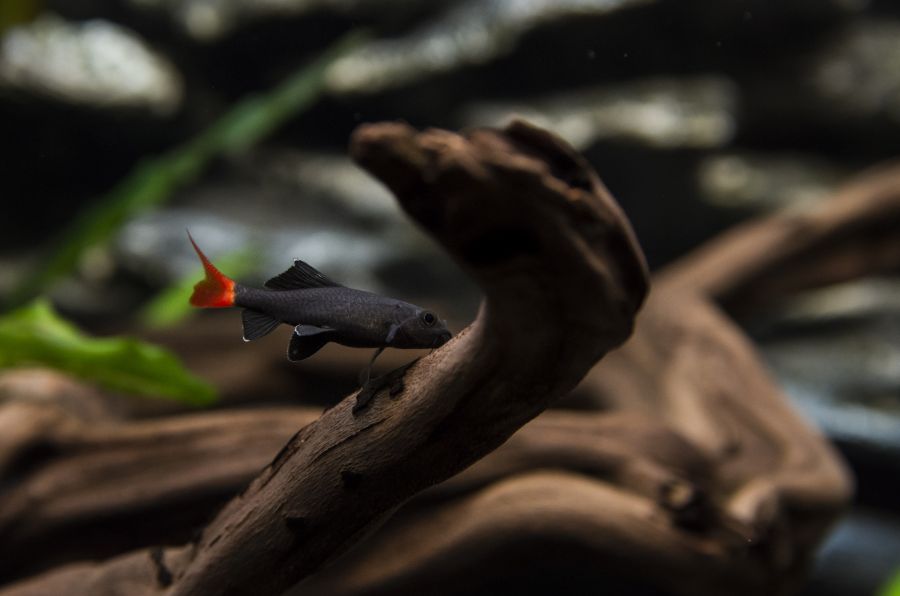 Red Tailed Shark Swimming Near a Piece of Driftwood in Tank