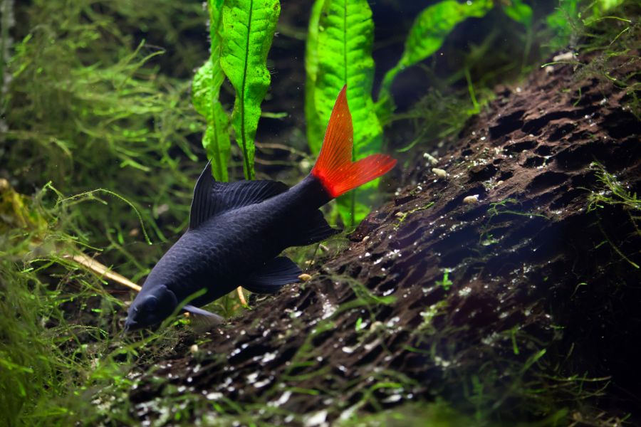 Red Tailed Shark Swimming Toward Bottom of Tank