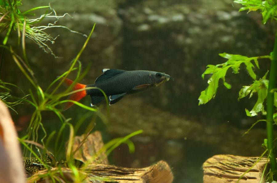 Red Tailed Shark Swimming in Planted Tank