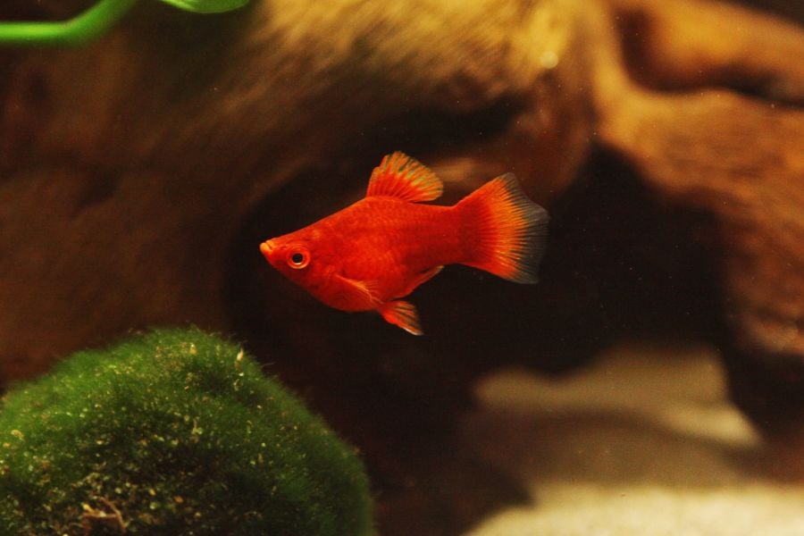 Red Platy
