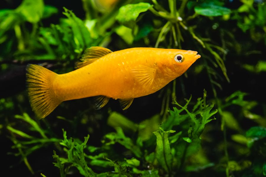 Yellow Platy