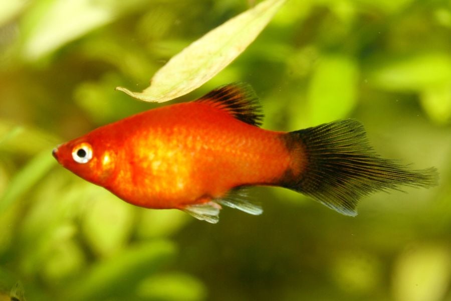 Motionless Platy Fish