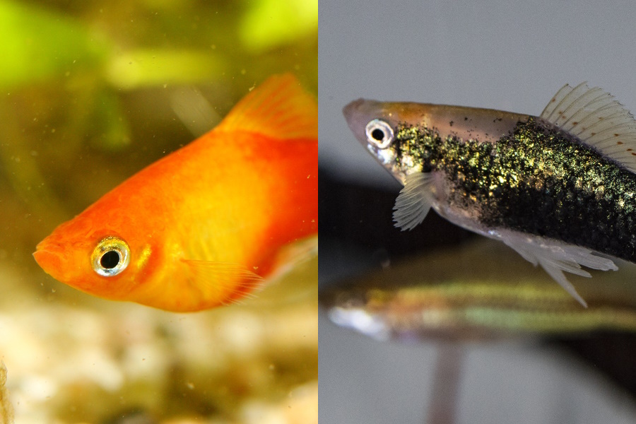 Platy vs Swordtail