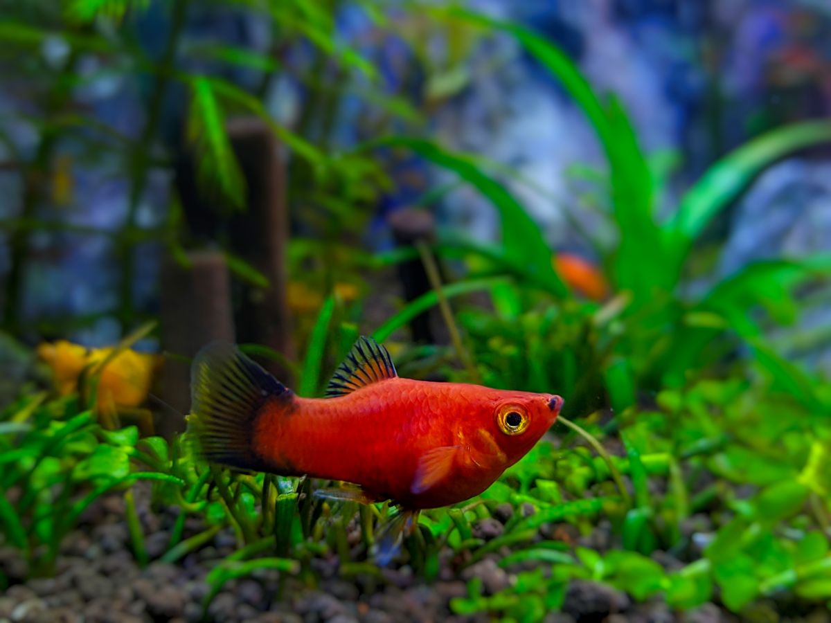 Red Platy Hiding Near Bottom of Tank